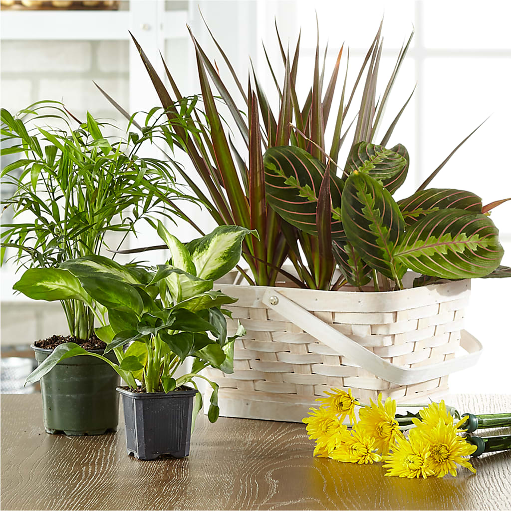 Florist Designed Blooming and Green Plants in a Basket – Decor Flowers And Events, Katy TX