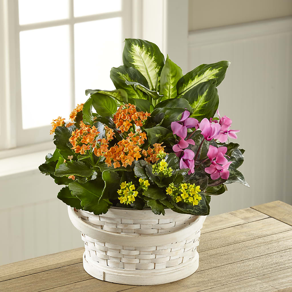 Color Crush Dishgarden – Decor Flowers And Events, Katy TX