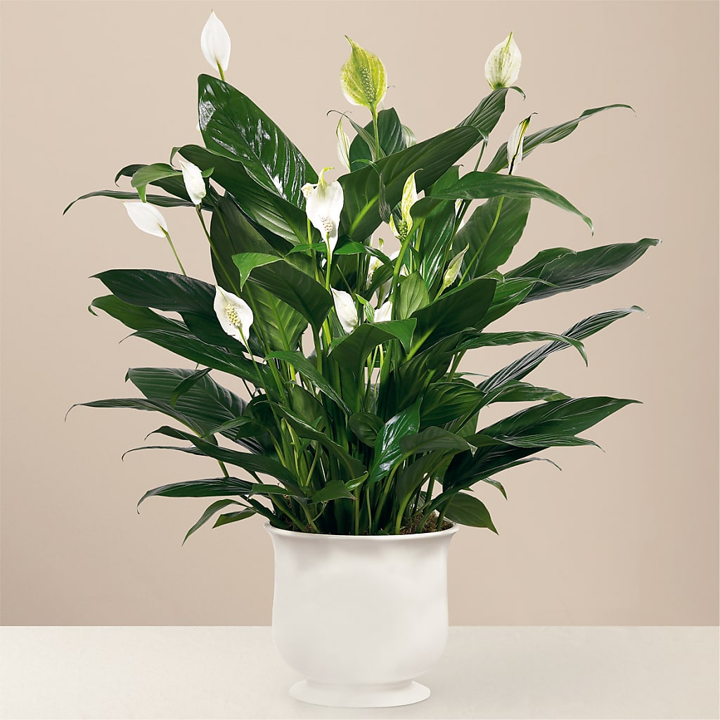 Comfort Planter – Decor Flowers And Events, Katy TX