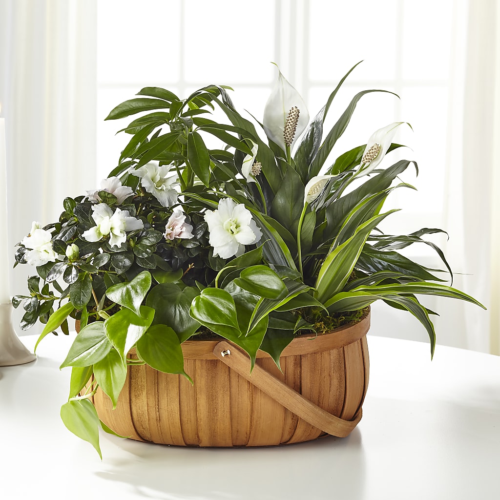 Serene Dishgarden – Decor Flowers And Events, Katy TX