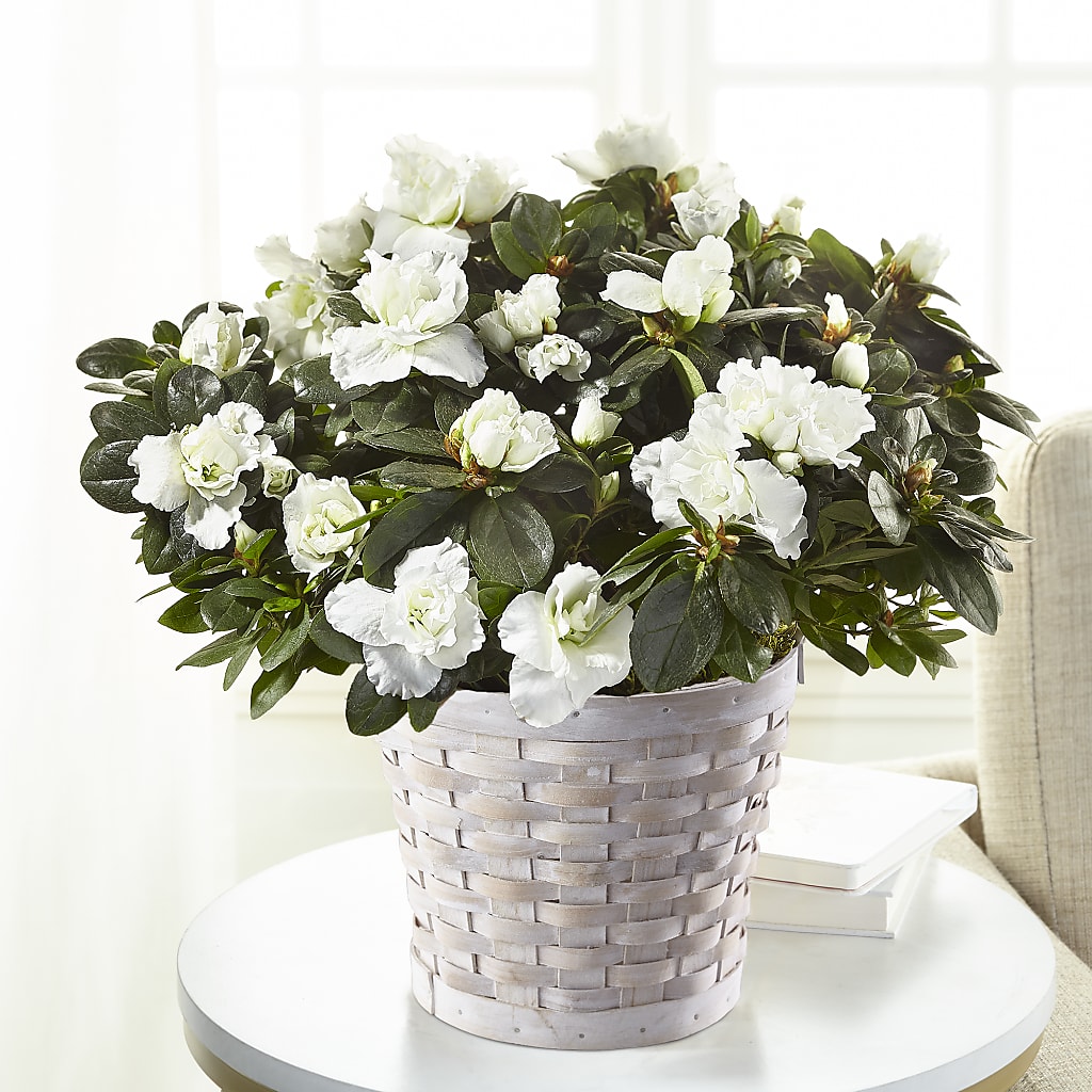 White Azalea Plant – Decor Flowers And Events, Katy TX