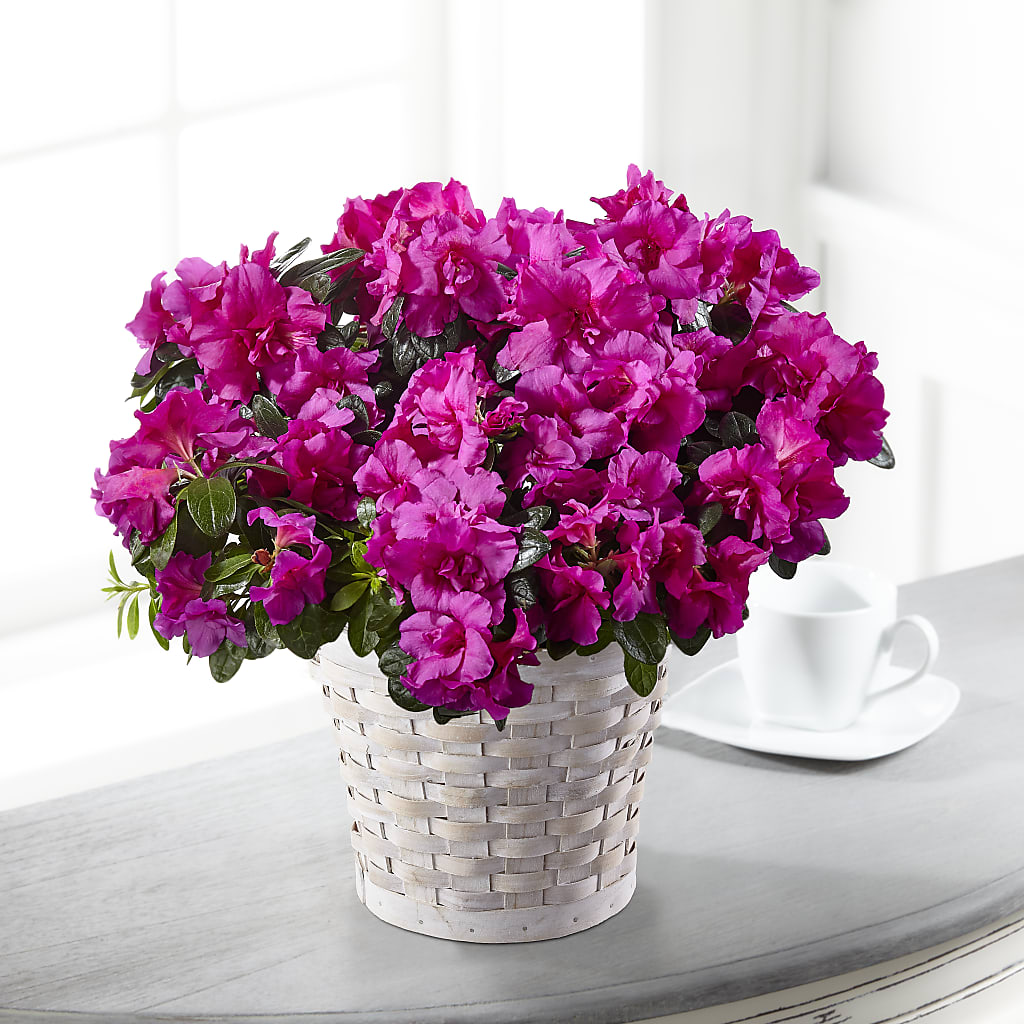 Hope & Serenity Azalea Plant – Decor Flowers And Events, Katy TX