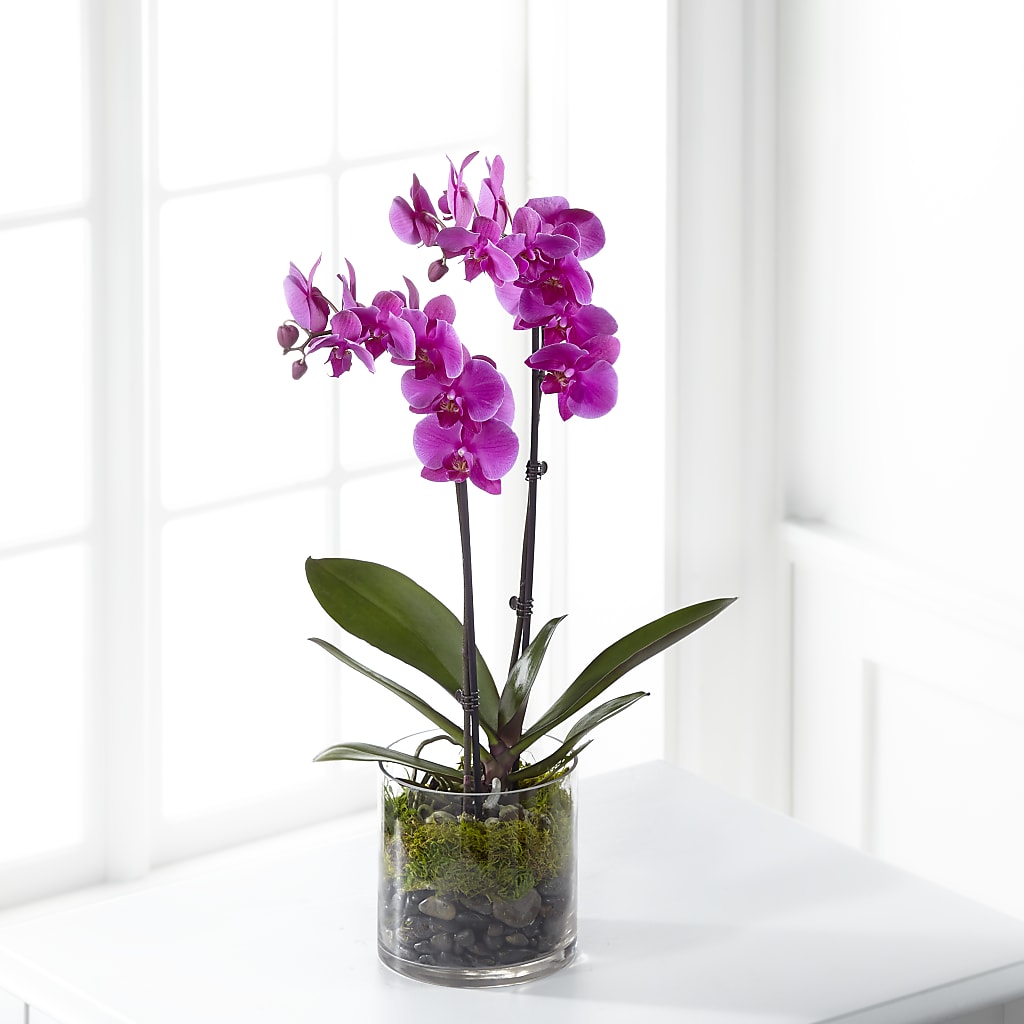 Pink Orchid Plant – Decor Flowers And Events, Katy TX