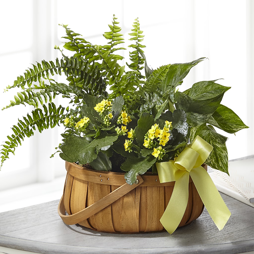 Always Dear Dishgarden – Decor Flowers And Events, Katy TX