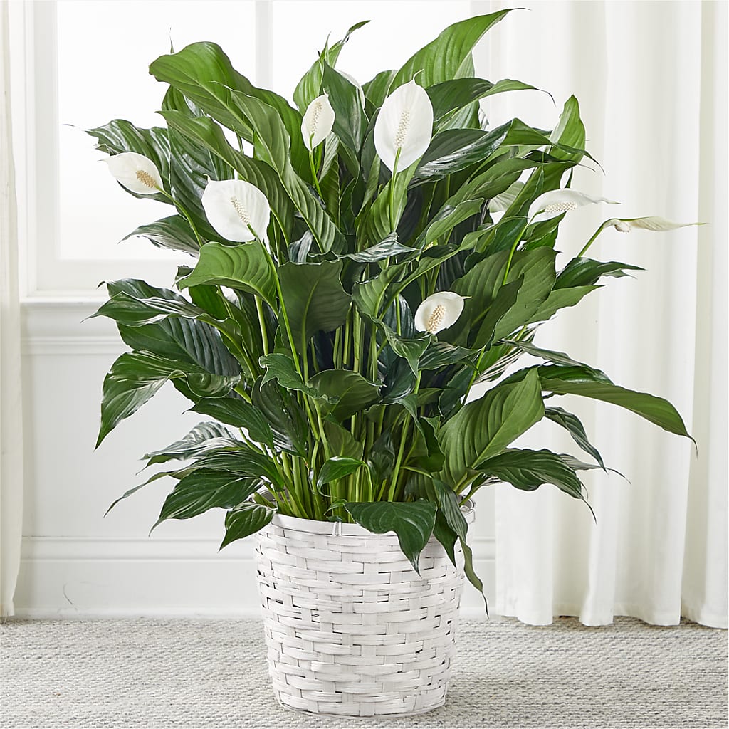 A New Leaf Peace Lily – Decor Flowers And Events, Katy TX