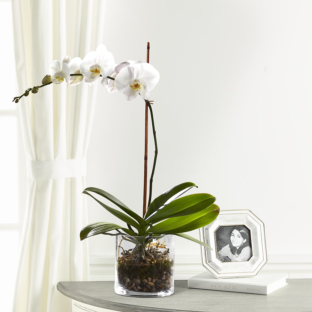 White Orchid Planter – Decor Flowers And Events, Katy TX