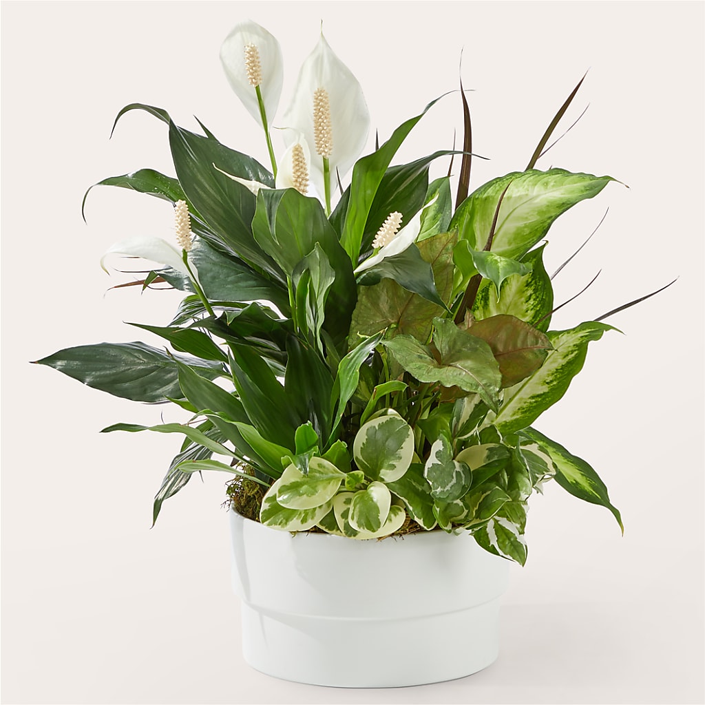 Radiating Positivity Dishgarden – Decor Flowers And Events, Katy TX